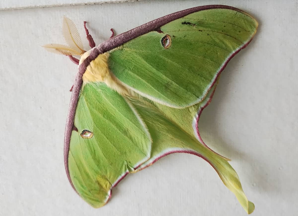 Luna moth.
